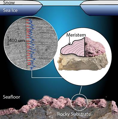 Utility of Dendrochronology Crossdating Methods in the Development of Arctic Coralline Red Algae Clathromorphum compactum Growth Increment Chronology for Sea <mark class="highlighted">Ice Cover</mark> Reconstruction